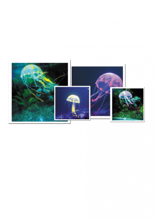 Грот Barbus 076 медуза малая красная